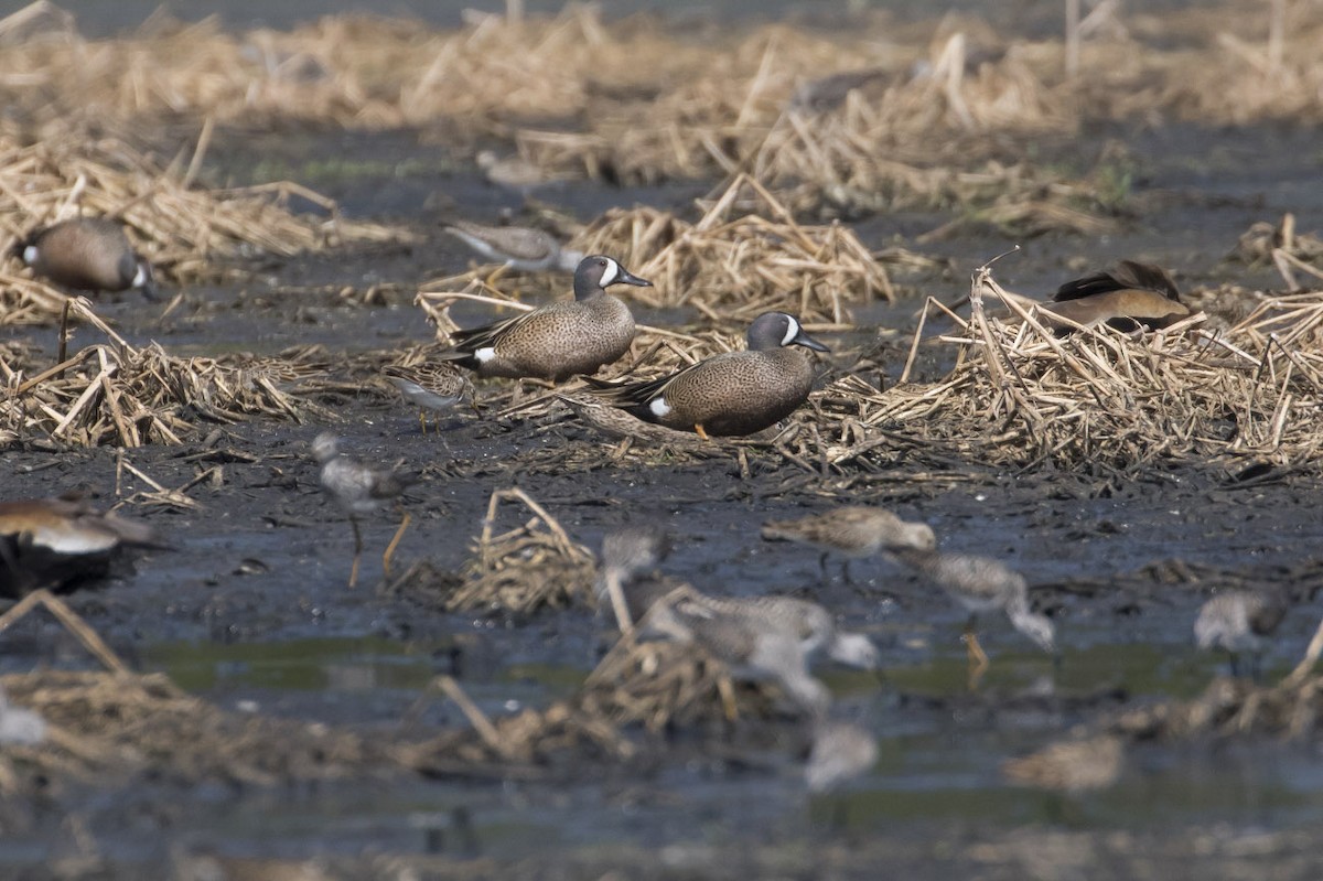 Blue-winged Teal - ML95587071