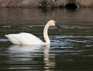 Tundra Swan, ML95587151