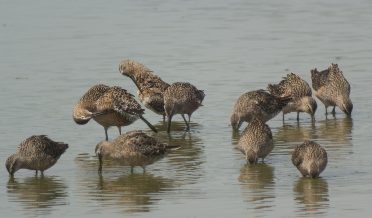 Long-billed Dowitcher - ML95587401