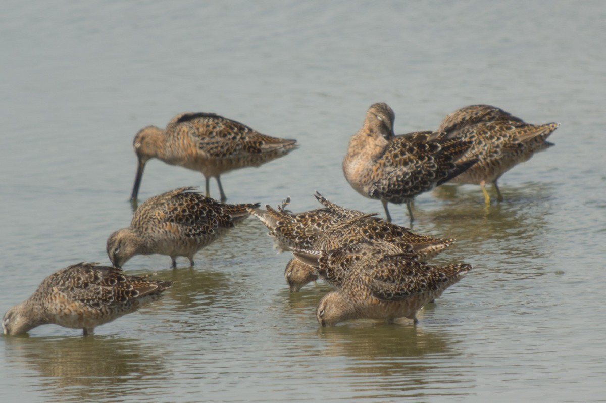 Long-billed Dowitcher - ML95587411
