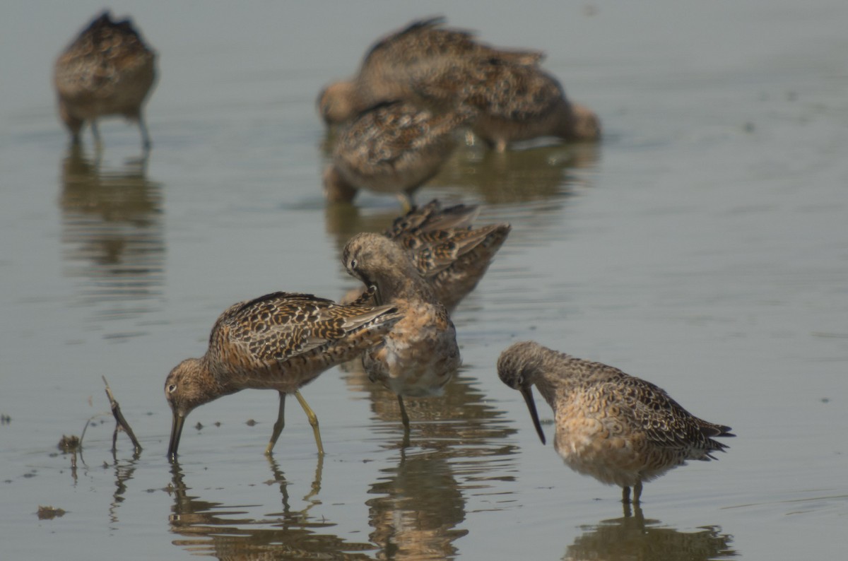 Long-billed Dowitcher - ML95587421