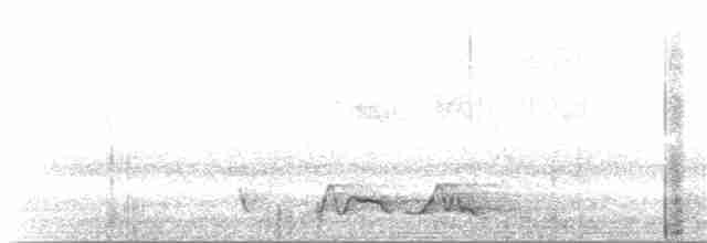Carolinanachtschwalbe - ML95588491
