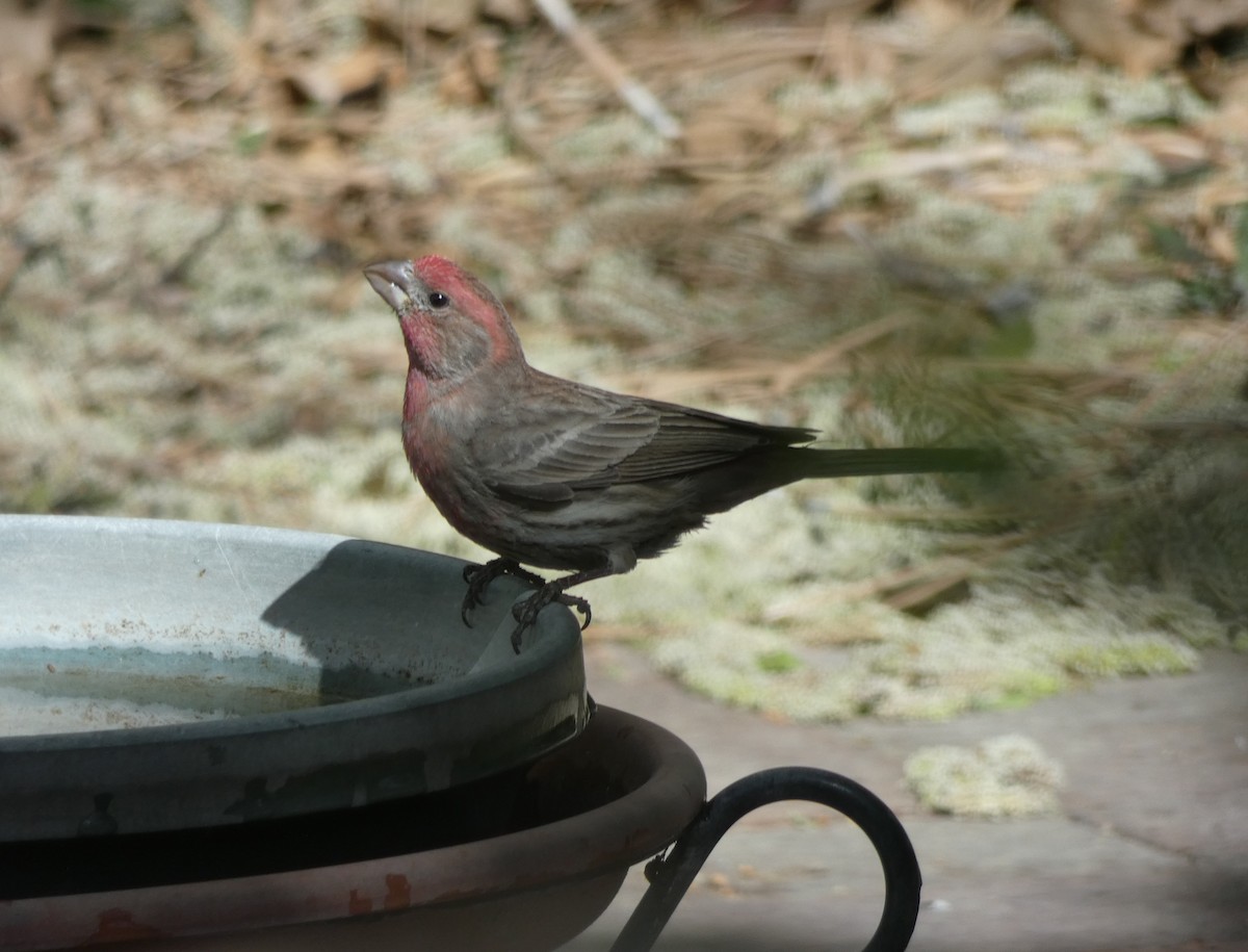 House Finch - Christopher Rustay