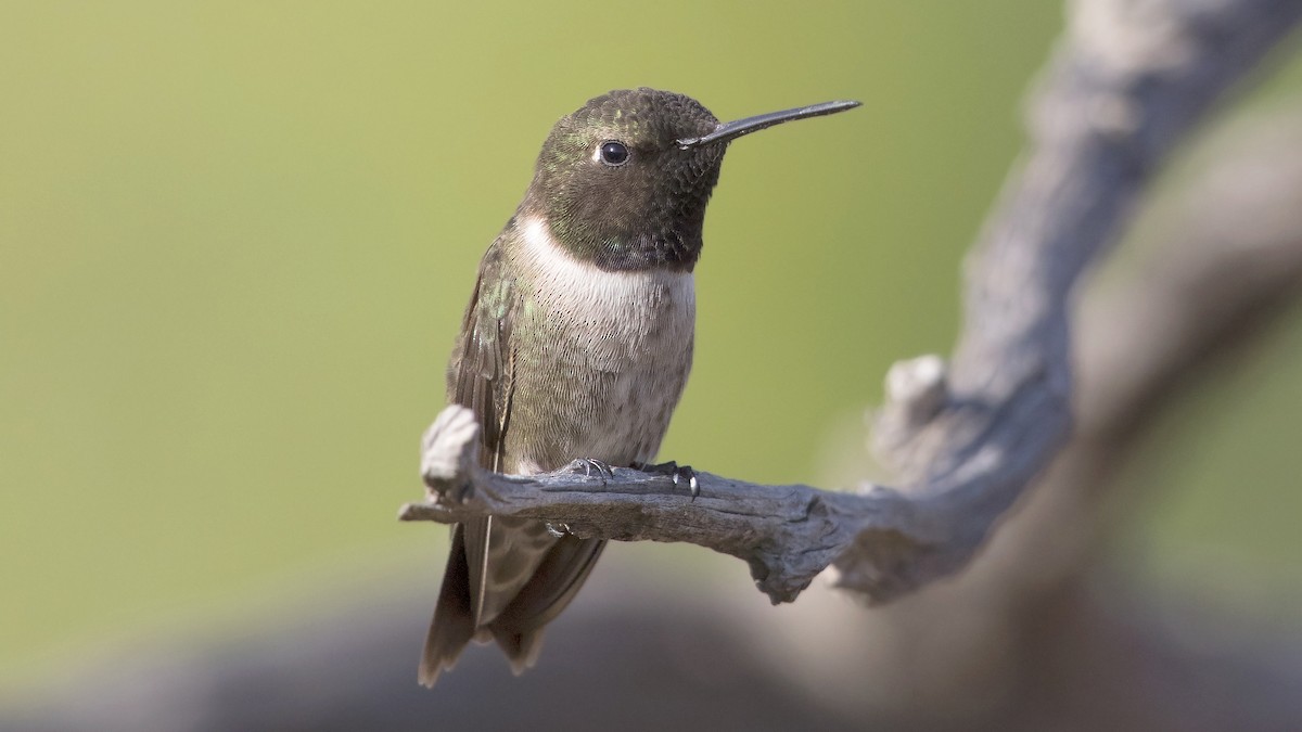 Black-chinned Hummingbird - Arnaud Lacroix