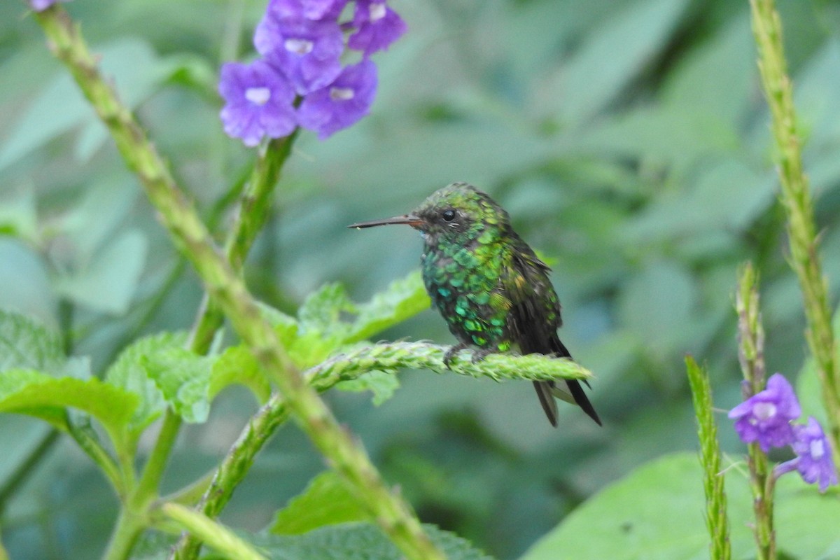 Green Thorntail - Abner Soto Brenes