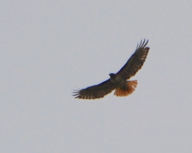 Red-tailed Hawk - Margaret Merar