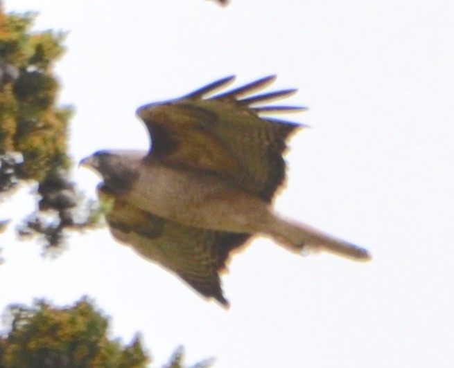Red-tailed Hawk - Margaret Merar