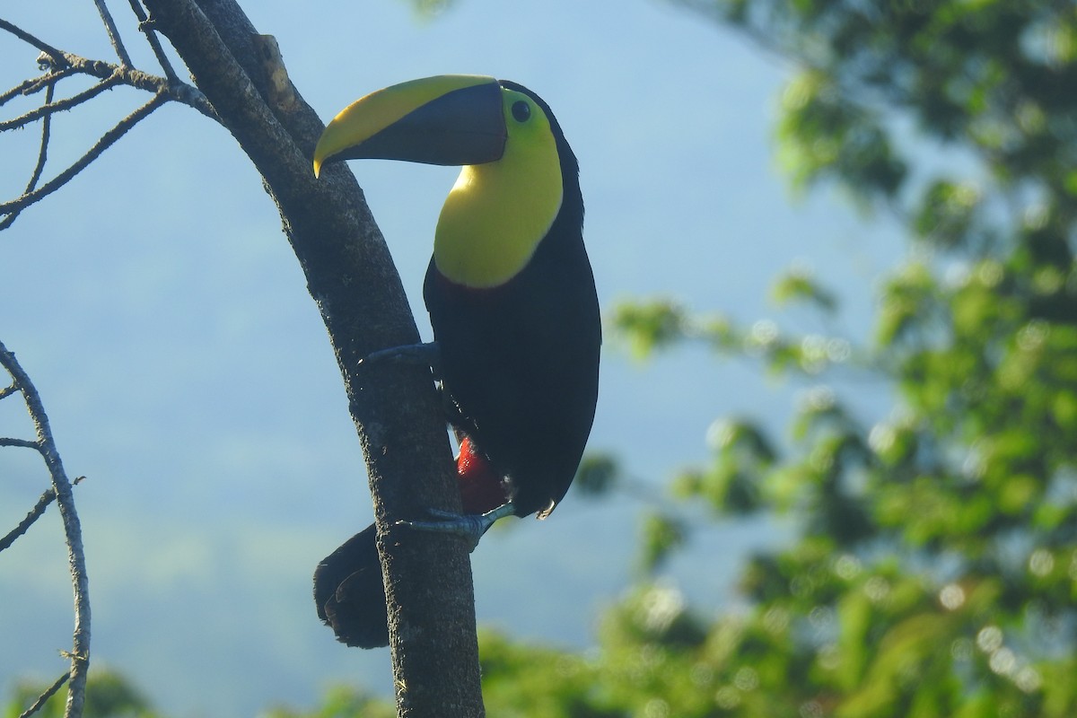 Yellow-throated Toucan - Abner Soto Brenes