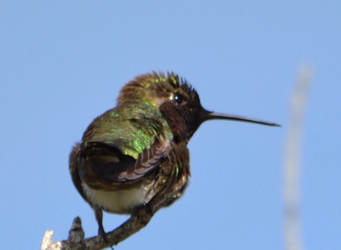Anna's Hummingbird - Margaret Merar