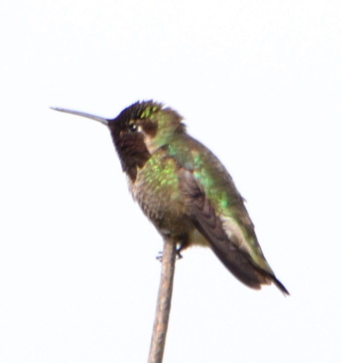 Anna's Hummingbird - Margaret Merar