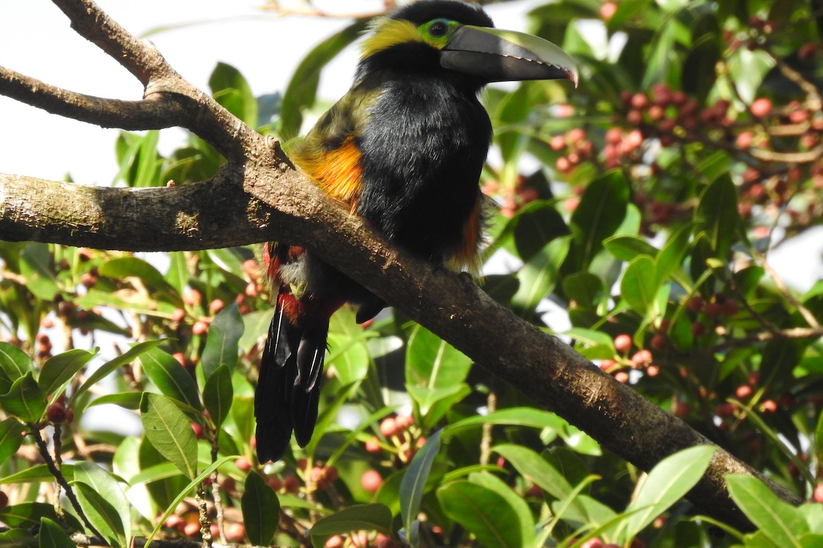 Yellow-eared Toucanet - Abner Soto Brenes