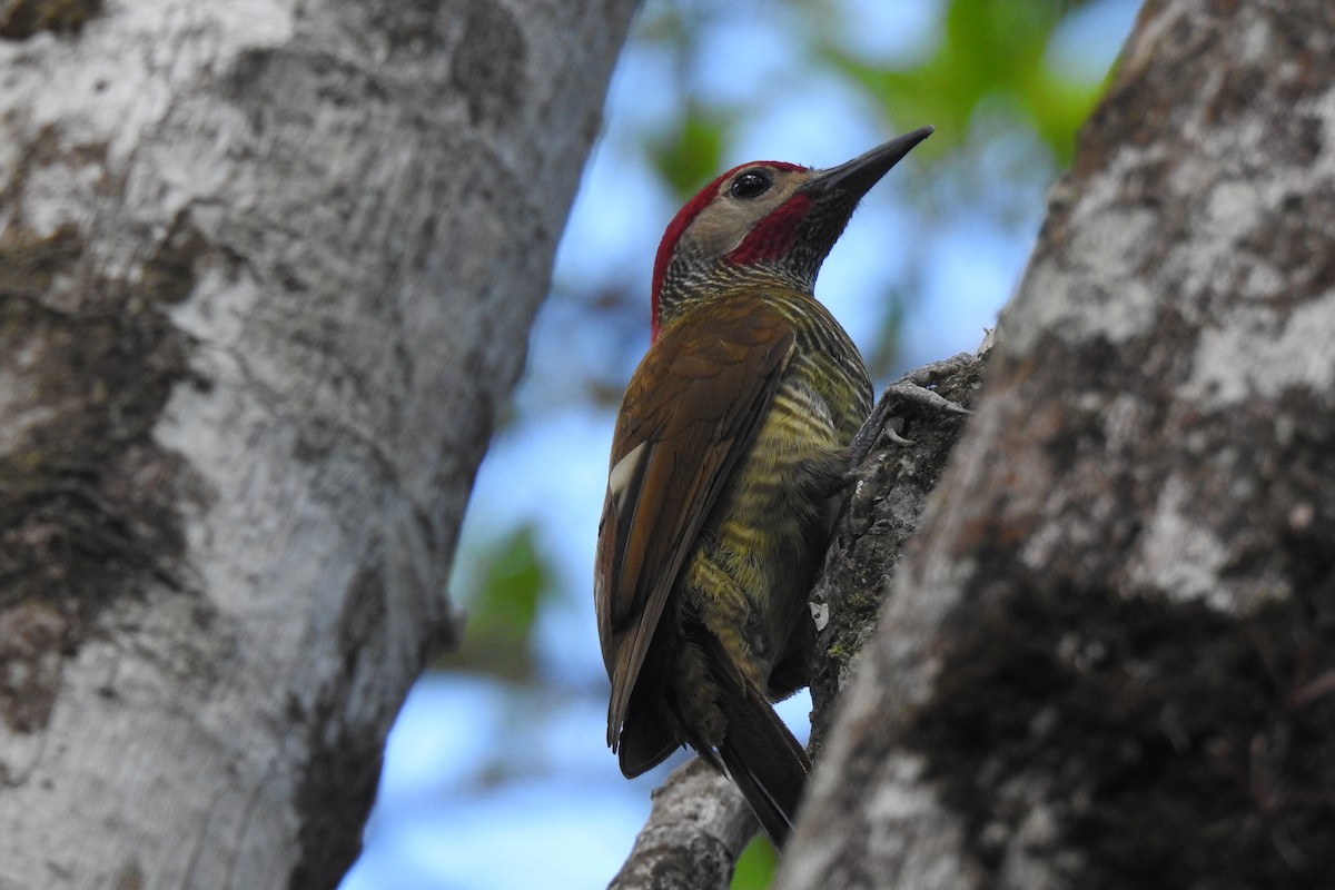 Golden-olive Woodpecker - Abner Soto Brenes