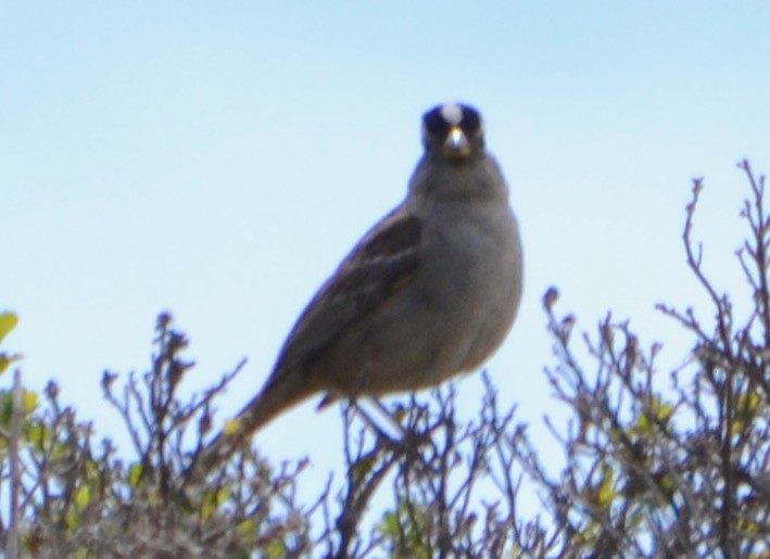 White-crowned Sparrow - Margaret Merar