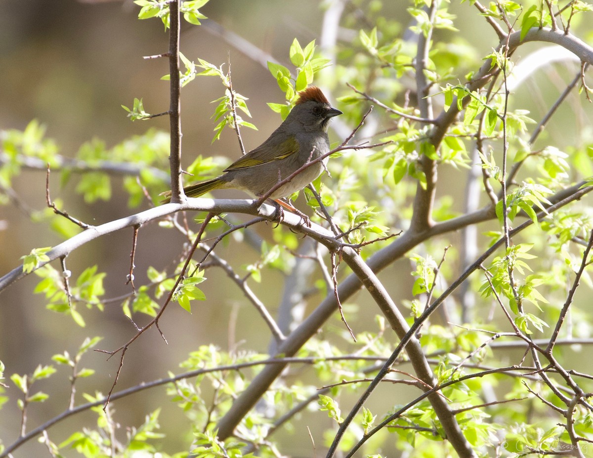 Green-tailed Towhee - Casey Weissburg
