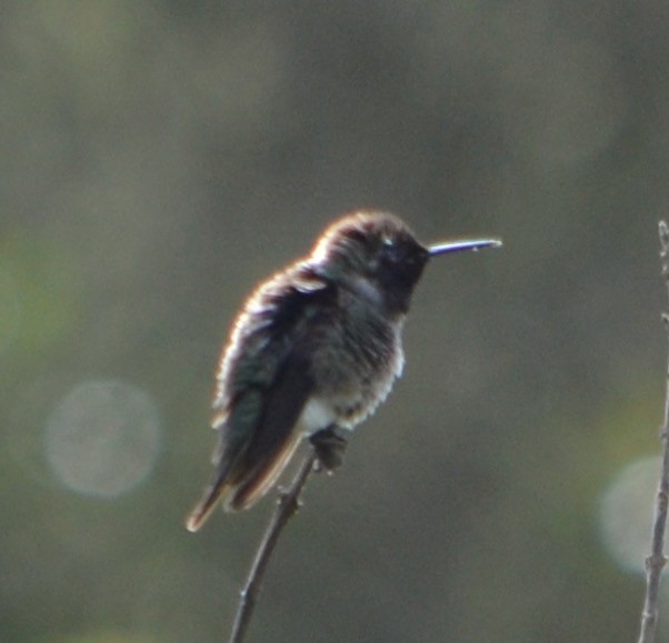 hummingbird sp. - Margaret Merar