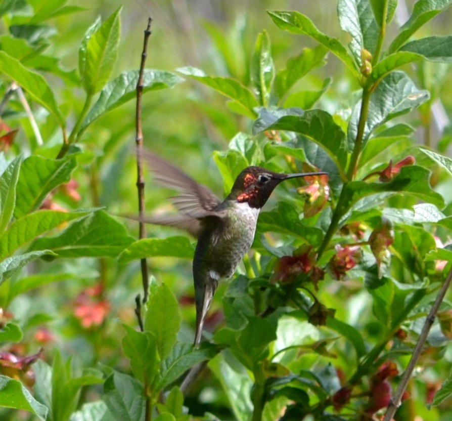 hummingbird sp. - Margaret Merar