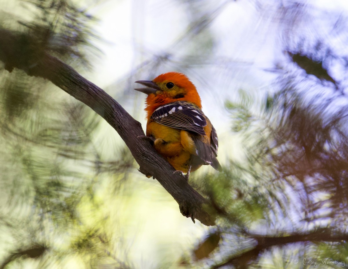 Flame-colored Tanager - Casey Weissburg