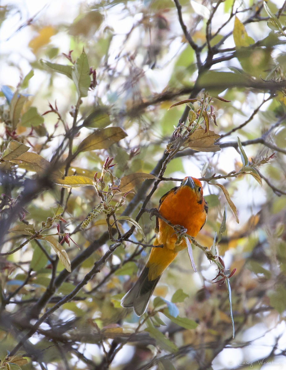 Flame-colored Tanager - Casey Weissburg