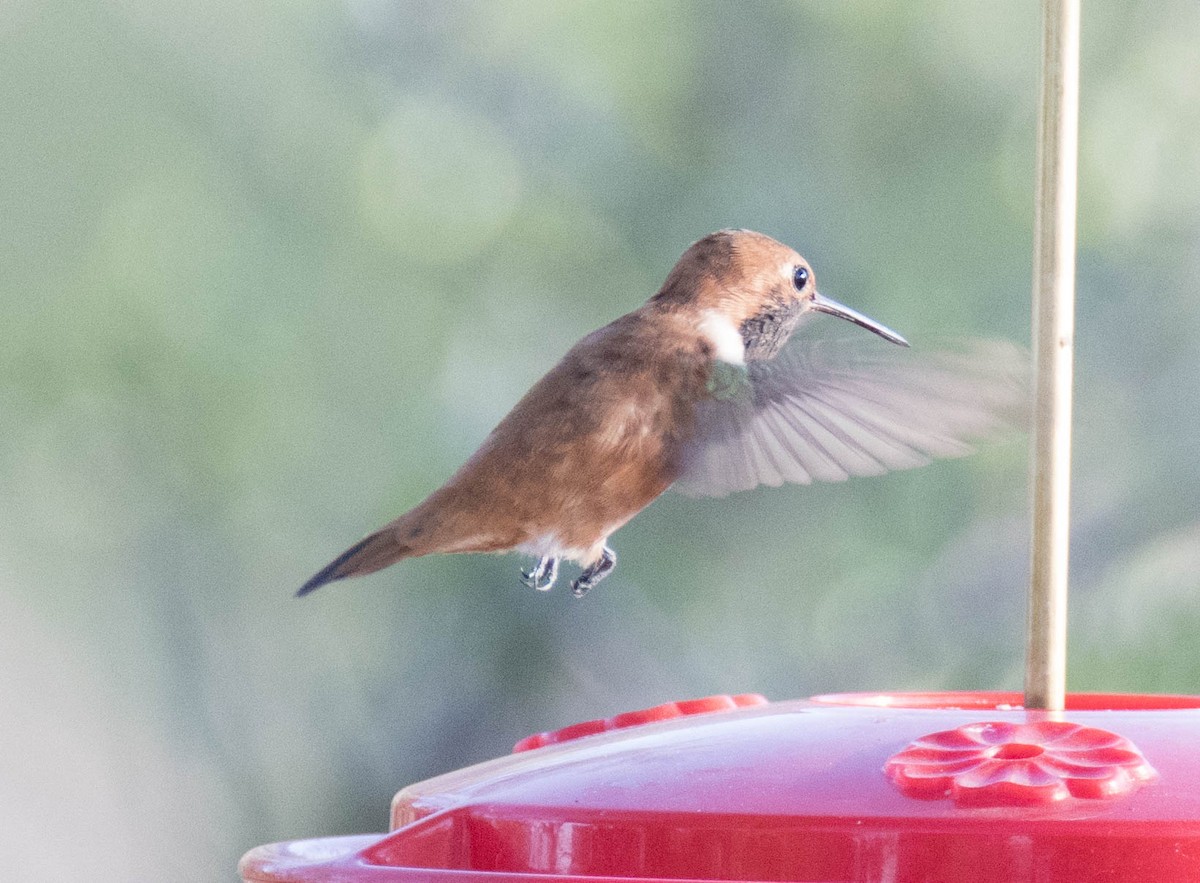 Rufous Hummingbird - Jordan Broadhead