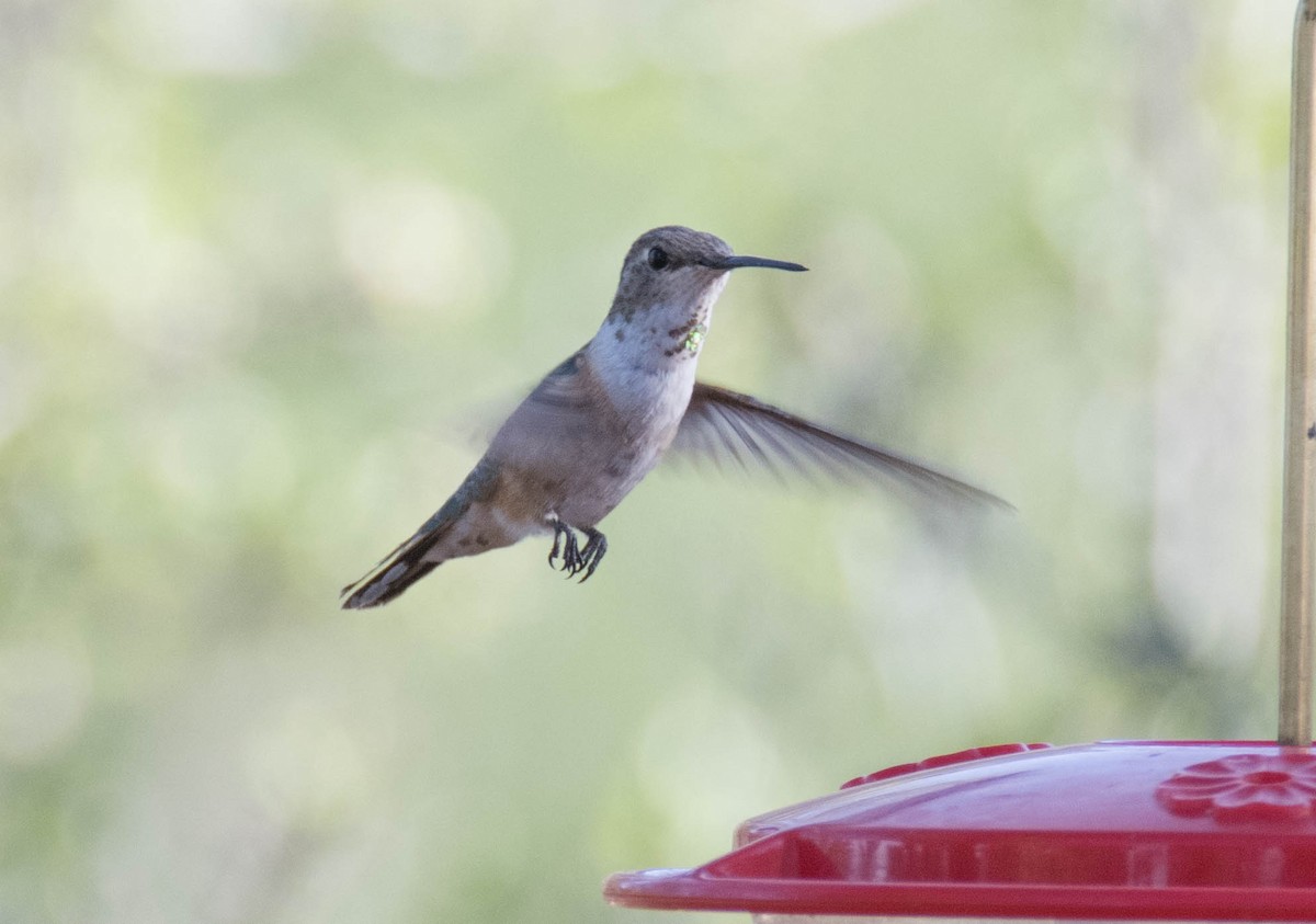 Rufous Hummingbird - Jordan Broadhead