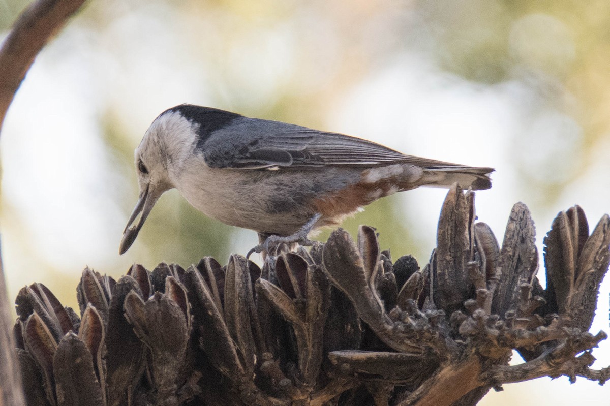 White-breasted Nuthatch (Interior West) - ML95604131