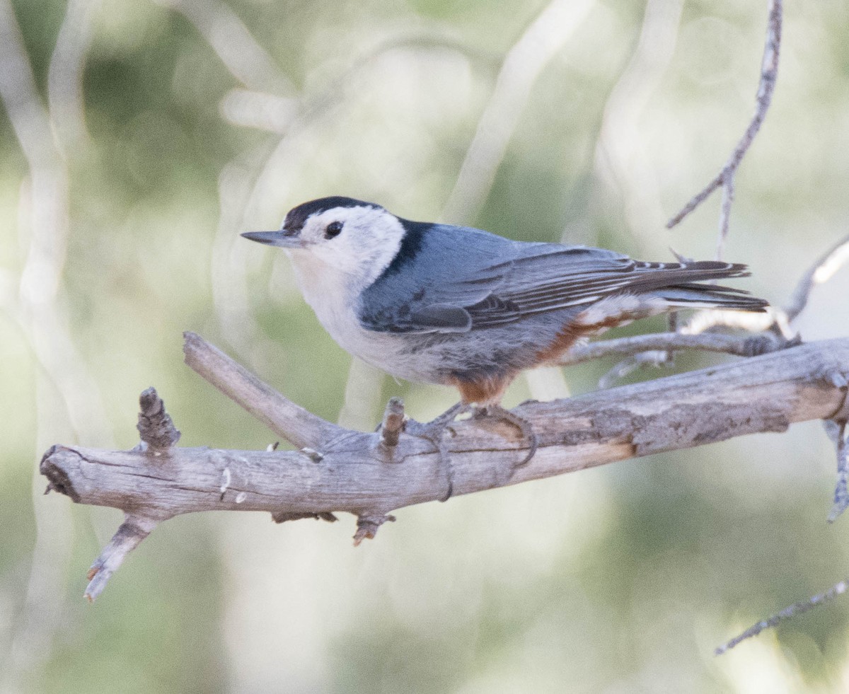 White-breasted Nuthatch (Interior West) - ML95604141