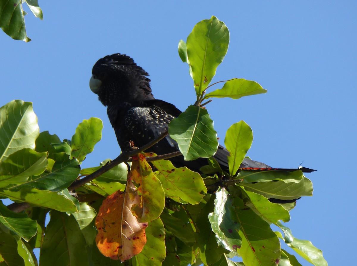 Red-tailed Black-Cockatoo - ML95604321