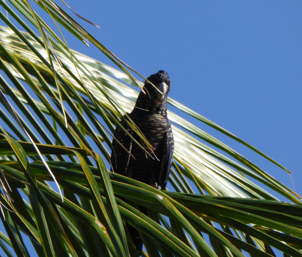 Red-tailed Black-Cockatoo - ML95604401