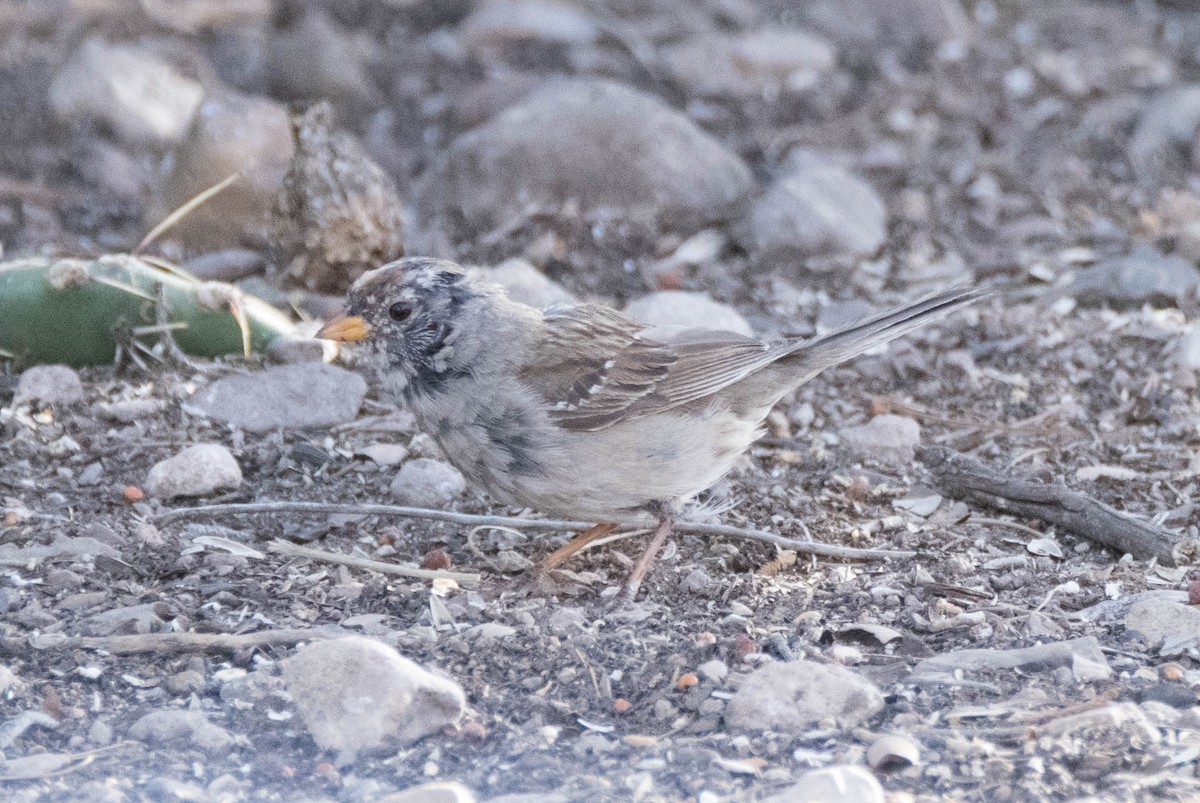 White-crowned Sparrow - Jordan Broadhead