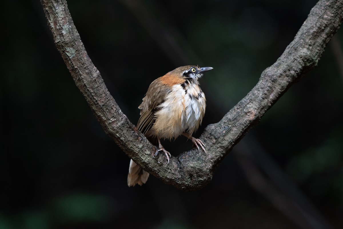 Lesser Necklaced Laughingthrush - ML95606871