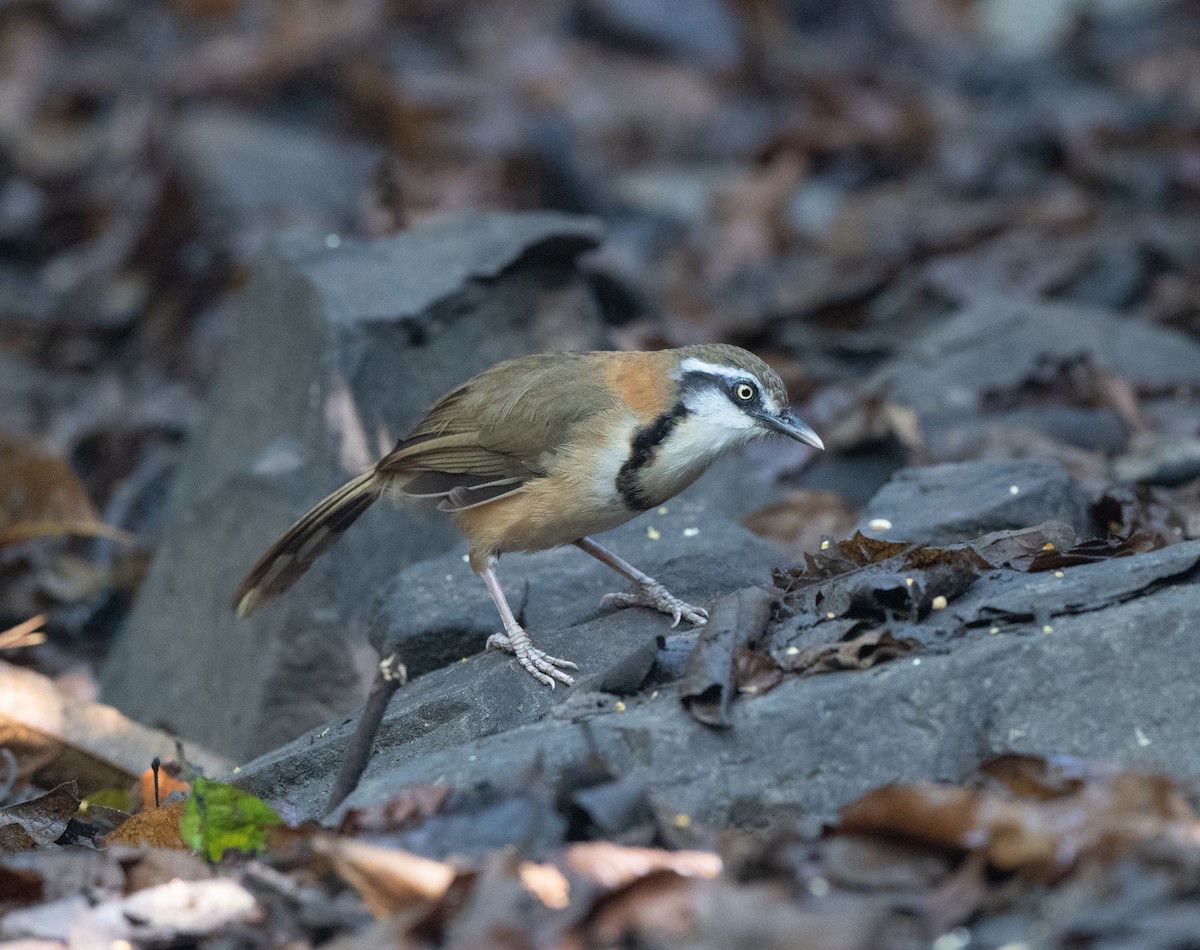 Lesser Necklaced Laughingthrush - ML95606951