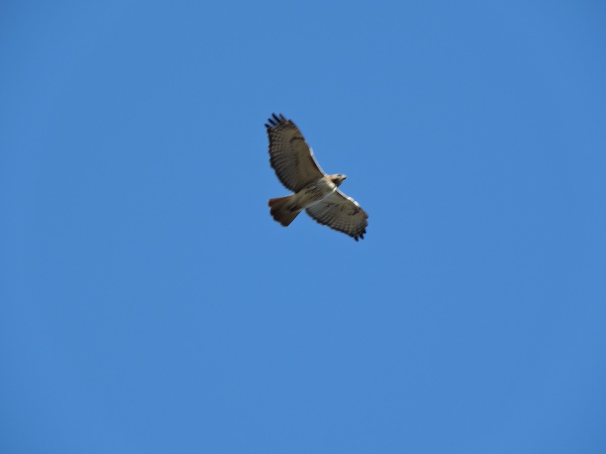 Red-tailed Hawk - ML95607141