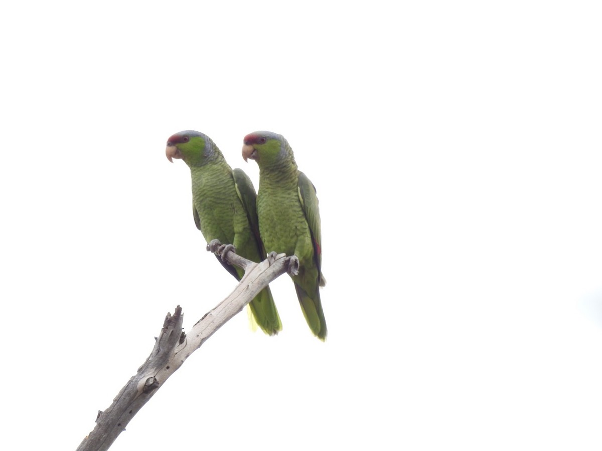 Lilac-crowned Parrot - ML95608291