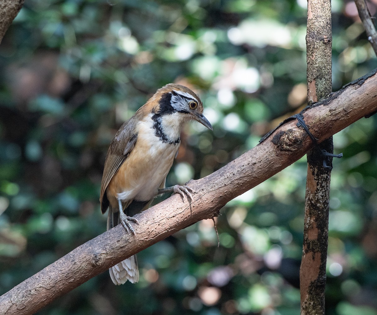 Greater Necklaced Laughingthrush - ML95609241