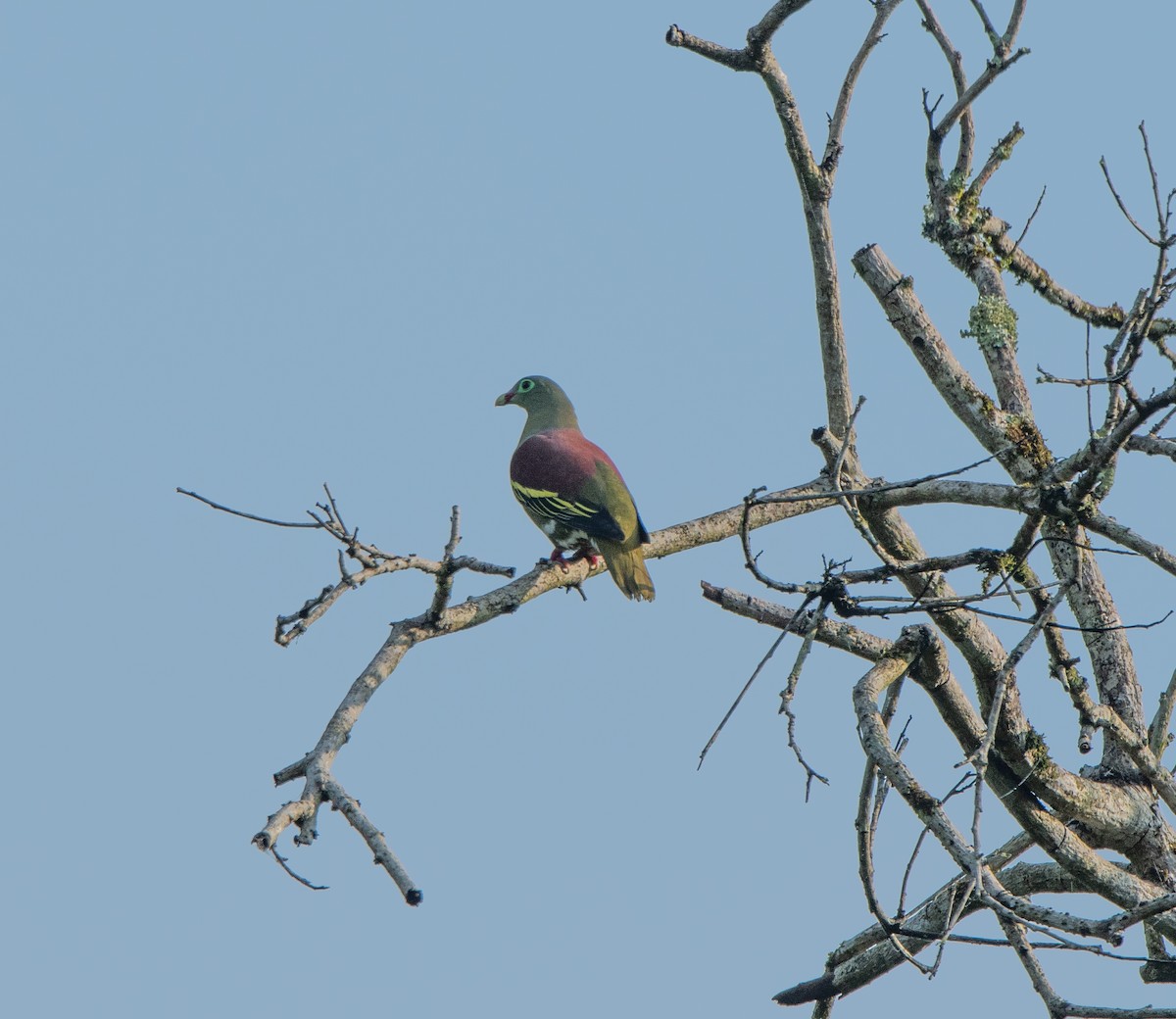 Thick-billed Green-Pigeon - ML95611461