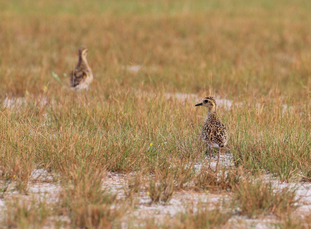 Pacific Golden-Plover - Neoh Hor Kee