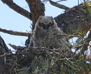 Great Horned Owl - ML95616091