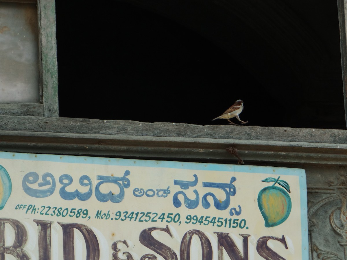House Sparrow - Vidhya Sundar