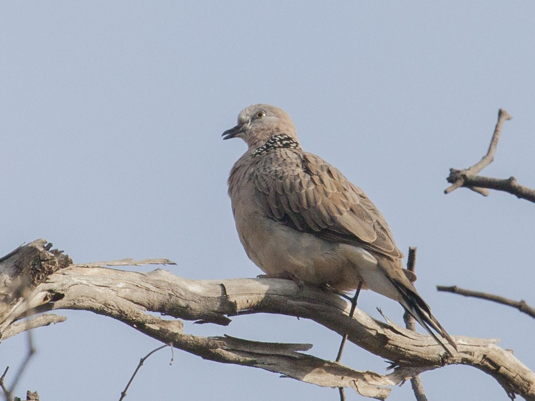 Spotted Dove - Geoff Hill