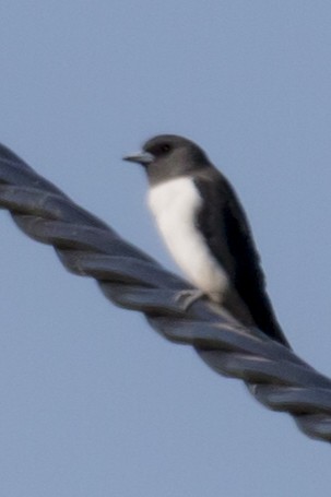 White-breasted Woodswallow - ML95621161