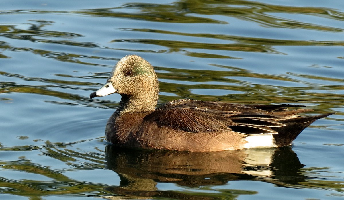American Wigeon - Peter Blancher