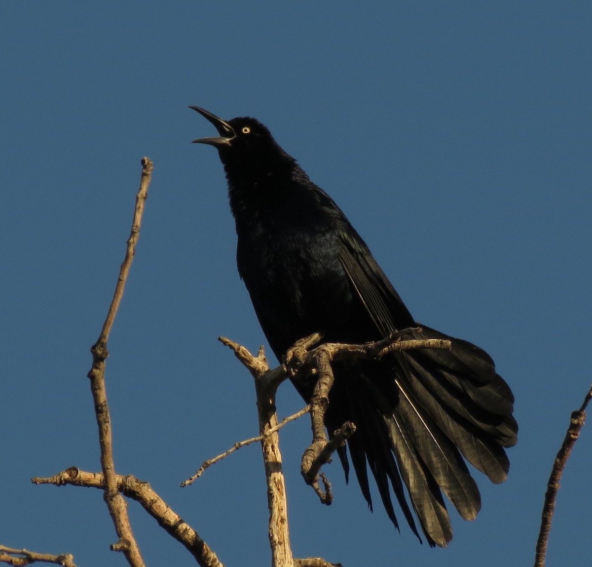 Great-tailed Grackle - ML95621531
