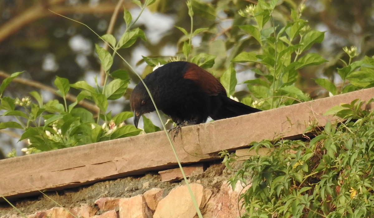 Greater Coucal - Mittal Gala