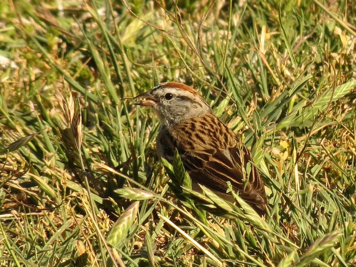 Chipping Sparrow - Peter Blancher