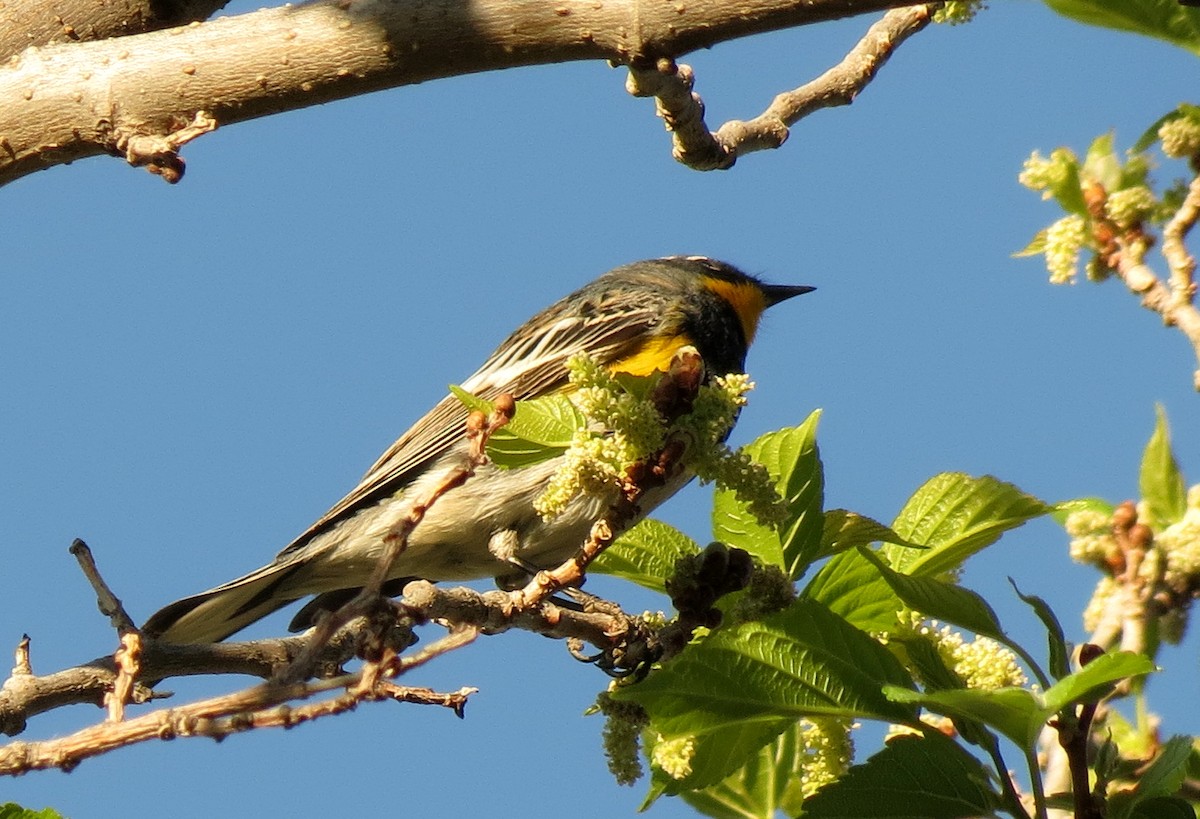 Yellow-rumped Warbler (Audubon's) - ML95621791