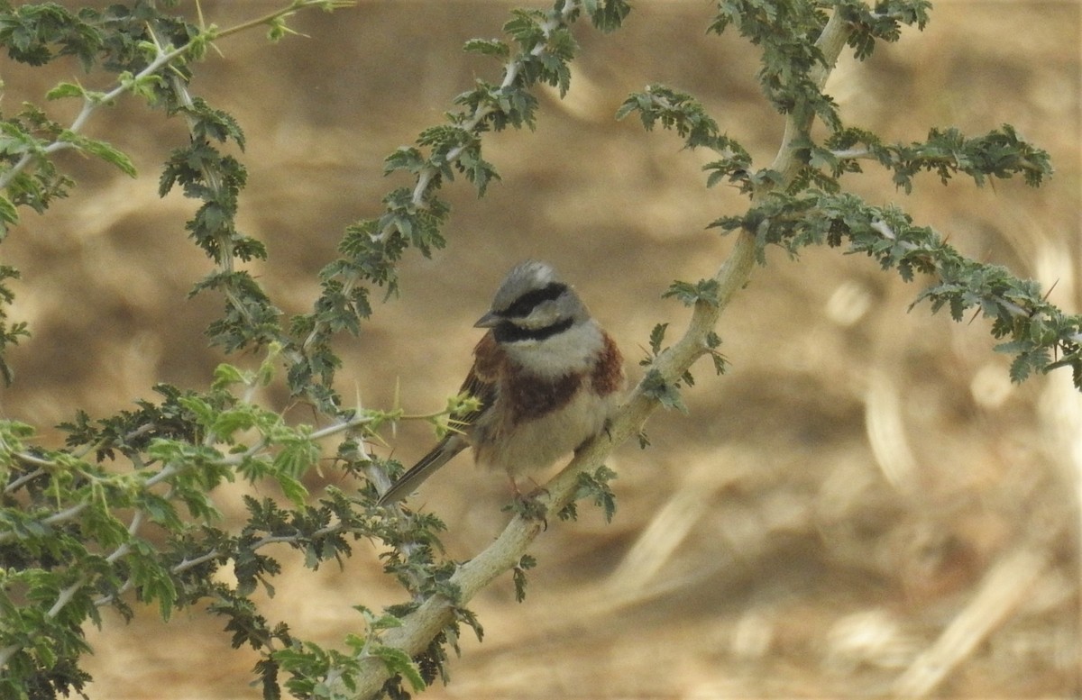 White-capped Bunting - Mittal Gala