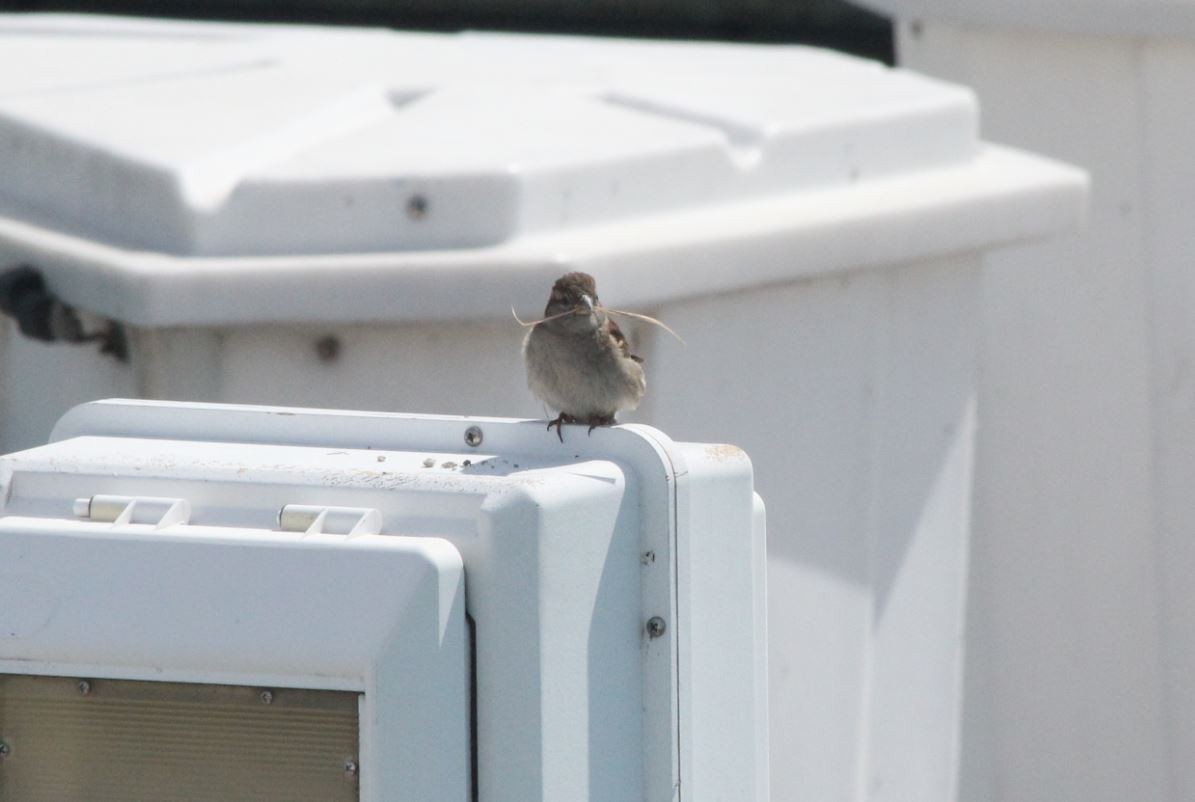 House Sparrow - 🦅 ꙅɒᴎoɔiʜƆ ʏɔɒɿT 🦃