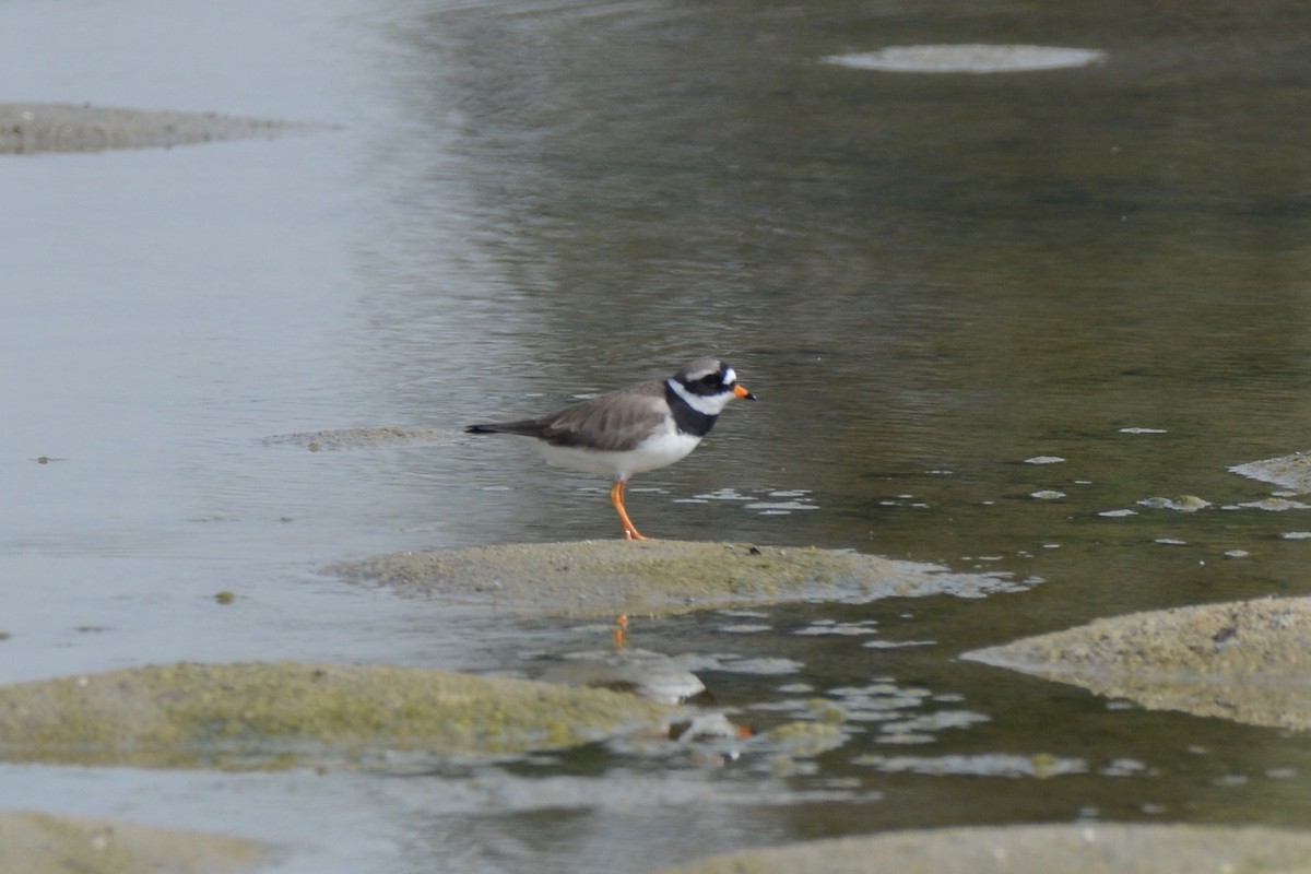 Common Ringed Plover - Timothy Lloyd