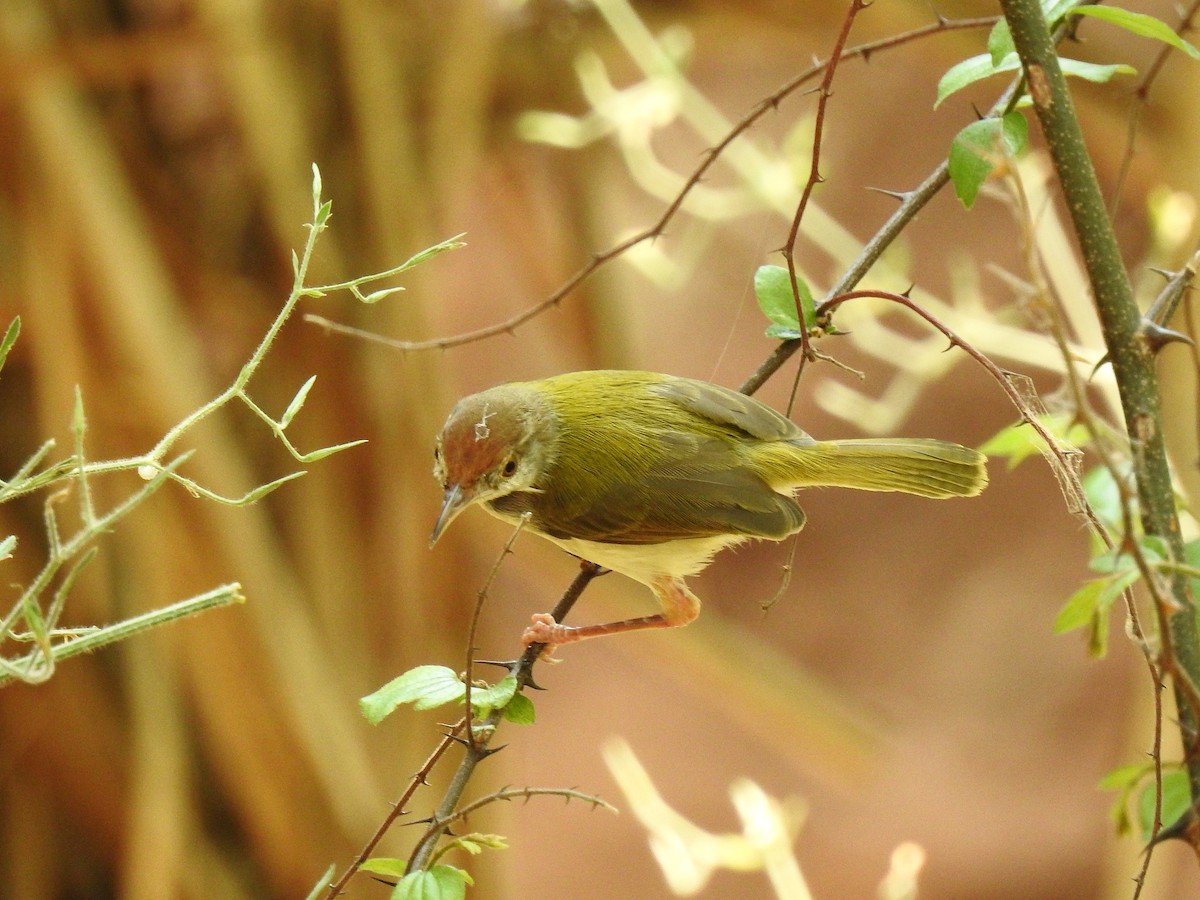 Common Tailorbird - Sivakumar Ramasamy