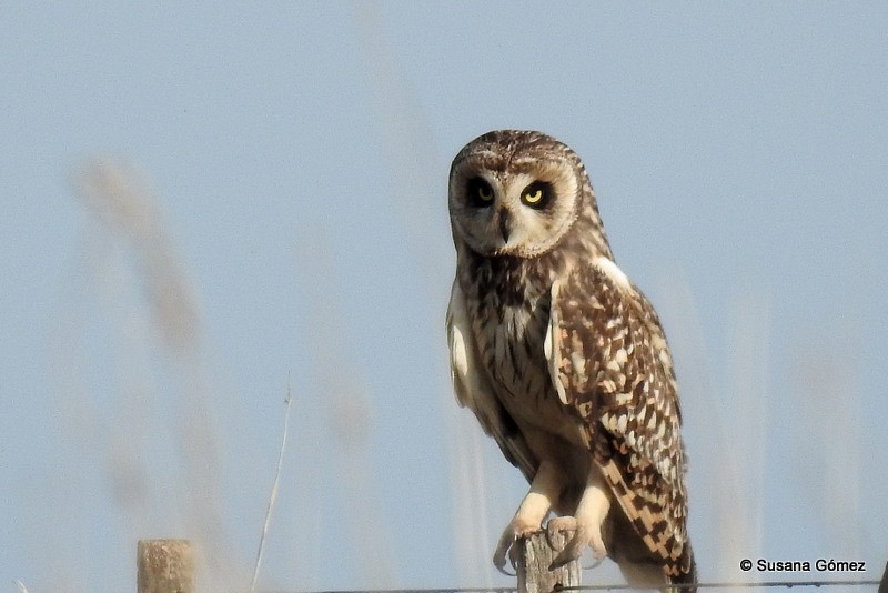 Short-eared Owl - ML95628951